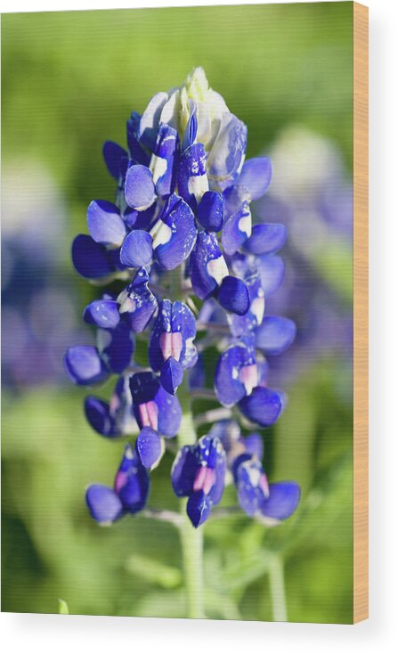 Flowerbed Wood Print featuring the photograph Bluebonnet by Xjben