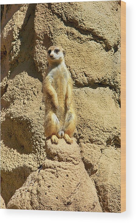 Meerkat Wood Print featuring the photograph Bob by Chris Smith