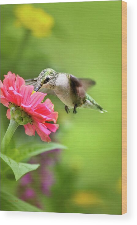Bird Wood Print featuring the photograph Botanical Hummingbird by Christina Rollo