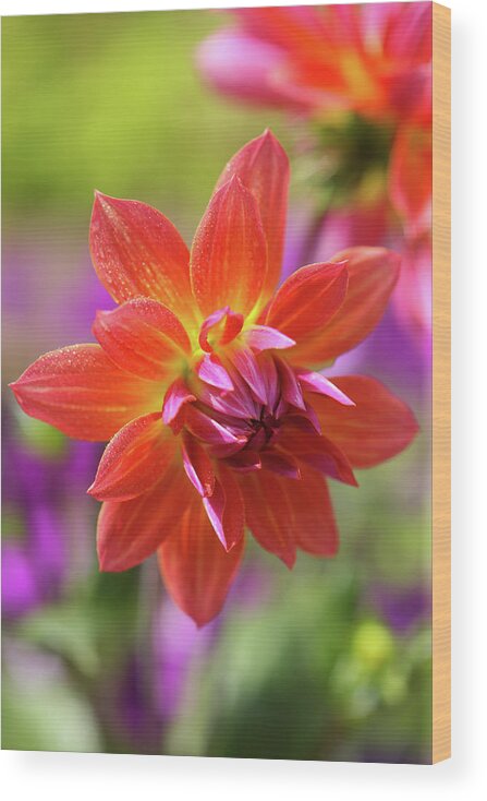Flowerbed Wood Print featuring the photograph Bright Orange Dahlia Flowers by Rosemary Calvert