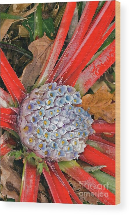 Bromeliad Wood Print featuring the photograph Bromeliad (fascicularia Bicolor) by Dr Keith Wheeler/science Photo Library