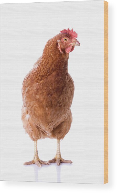 Vertebrate Wood Print featuring the photograph Brown Hen Standing In Front Of White by Artpipi