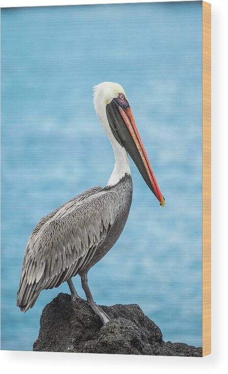 Animals Wood Print featuring the photograph Brown Pelican In Isabela Island by Tui De Roy