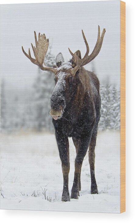 Snow Wood Print featuring the photograph Bull Moose Standing In Snowstorm by Mark Newman