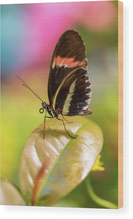 Butterfly Wood Print featuring the photograph Butterfly by John Randazzo