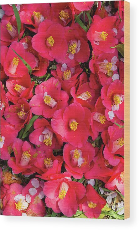 Petal Wood Print featuring the photograph Camellia Flowers by Masahiro Makino