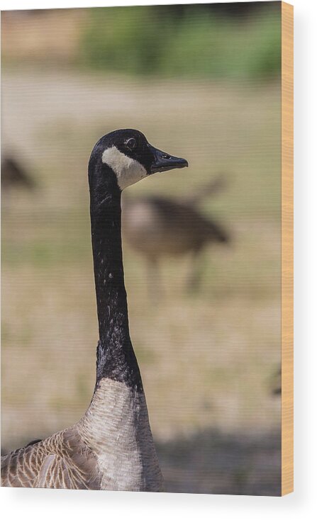 Canadian Goose Wood Print featuring the photograph Canadian Goose by Julieta Belmont