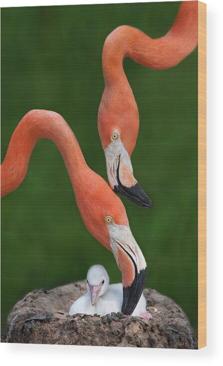 Flamingo Wood Print featuring the photograph Caribbean Flamingo Family by Xavier Ortega