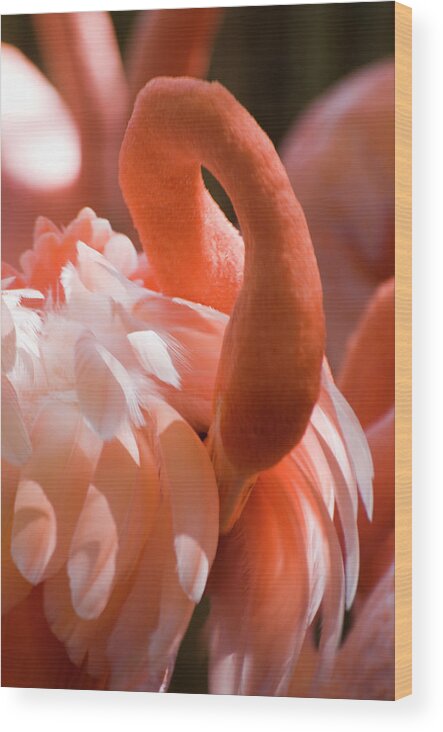 Animal Themes Wood Print featuring the photograph Caribbean Flamingo, Phoenicopterus Ruber by Nancy Nehring