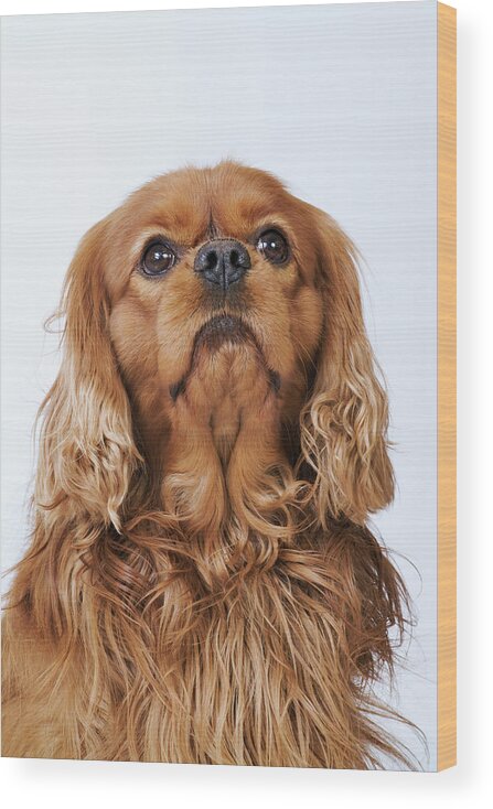 Pets Wood Print featuring the photograph Cavalier King Charles Spaniel Looking by Martin Harvey