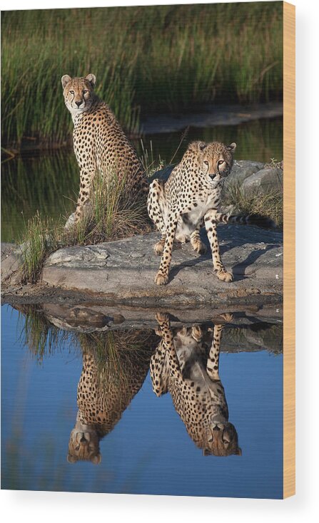 Brothers Wood Print featuring the photograph Cheetahs In The Mirror by Alessandro Catta