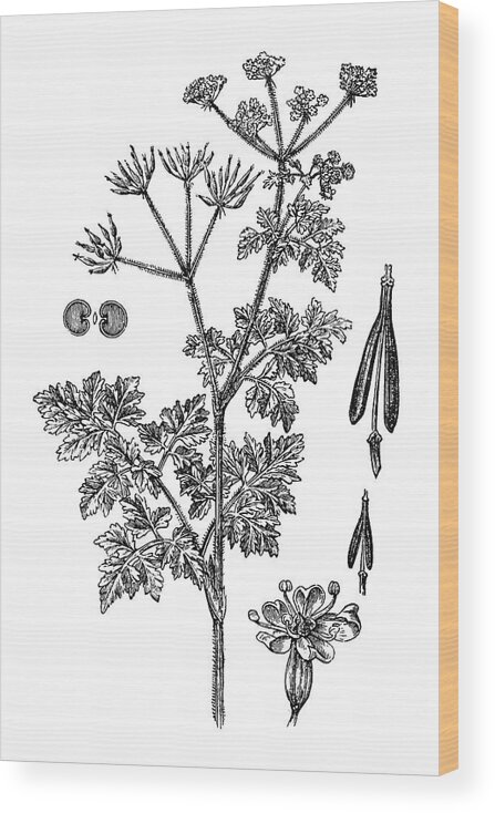 Engraving Wood Print featuring the digital art Chervil Anthriscus Cerefolium by Nastasic