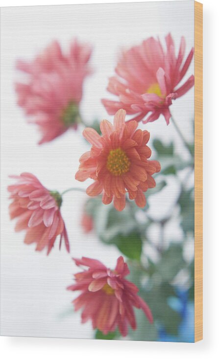 Chrysanthemum Wood Print featuring the photograph Chrysanthemum by Fumie Kobayashi