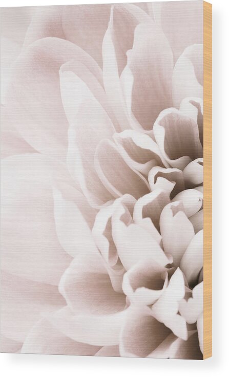 Chrysanthemum Wood Print featuring the photograph Chrysanthemum No 02 by 1x Studio Iii