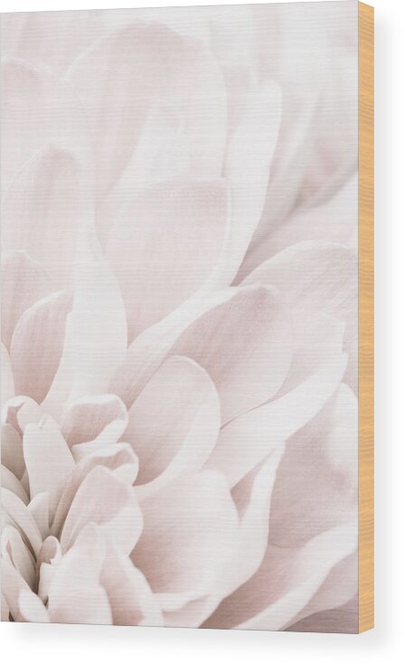 Chrysanthemum Wood Print featuring the photograph Chrysanthemum No 04 by 1x Studio Iii
