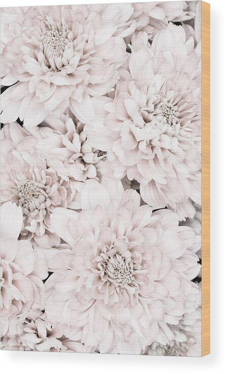 Chrysanthemum Wood Print featuring the photograph Chrysanthemum No 07 by 1x Studio Iii