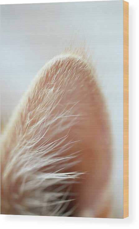 Pets Wood Print featuring the photograph Close-up Of A Cats Ear by Elke Selzle