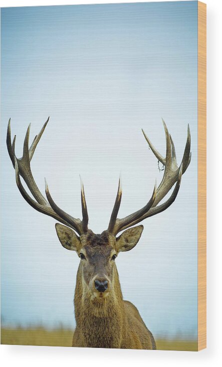 Horned Wood Print featuring the photograph Close Up Of Red Deer Stag Cervus Elaphus by Jason Hosking