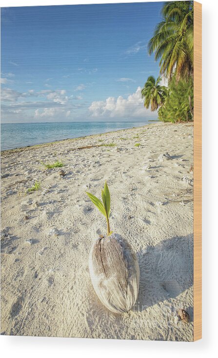 Coconut Wood Print featuring the photograph Coconut Sprout by Becqi Sherman