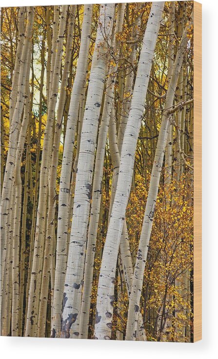 Colorado Wood Print featuring the photograph Colorado Aspens by Tom Gresham