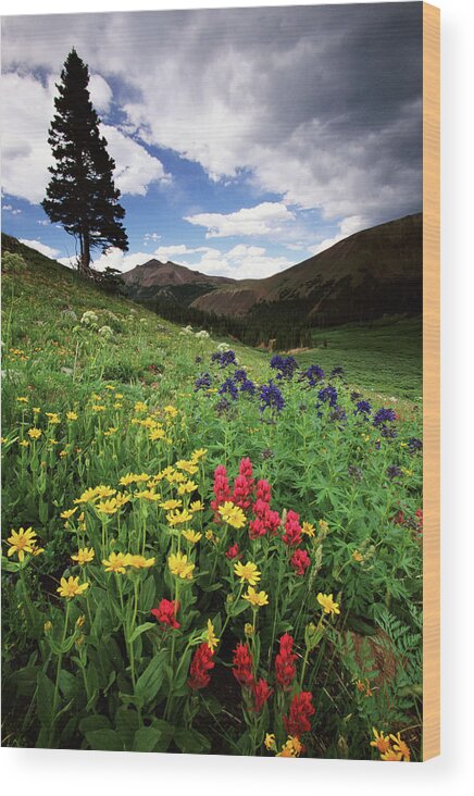 Scenics Wood Print featuring the photograph Colorado State Forest Wildflowers, Usa by Art Wolfe