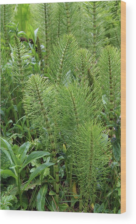 Coast Wood Print featuring the photograph Common horsetail fern by Steve Estvanik