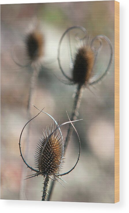 Nature Wood Print featuring the photograph Common Teasel by Christina Rollo