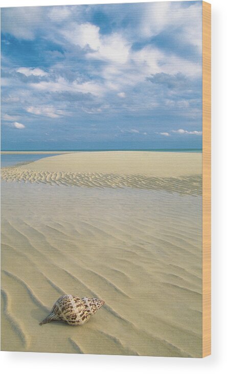Scenics Wood Print featuring the photograph Conch Shell On Empty Beach In Lucayan by Medioimages/photodisc