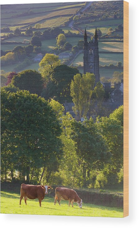 Tranquility Wood Print featuring the photograph Cows Grazing With St. Pancras Church In by Peter Adams