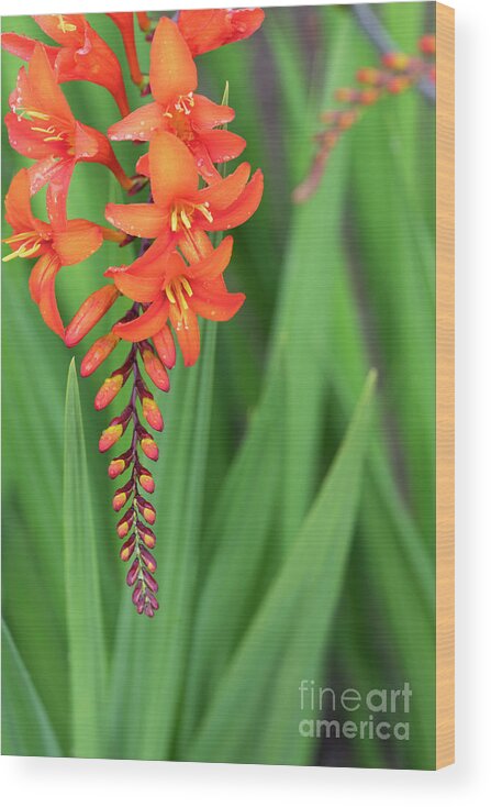 Crocosmia Zeal Unnamed Wood Print featuring the photograph Crocosmia Zeal Unnamed Flower by Tim Gainey