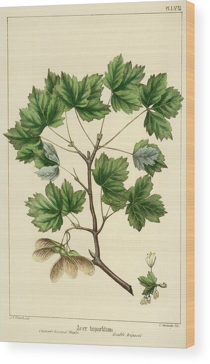 Currant Leaved Maple Wood Print featuring the drawing Currant Leaved Maple by Unknown