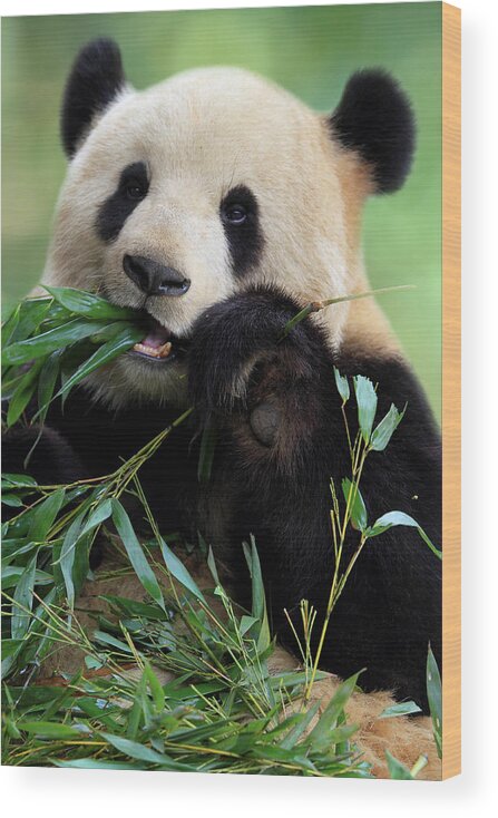 Chinese Culture Wood Print featuring the photograph Cute Panda by Tianyuanonly