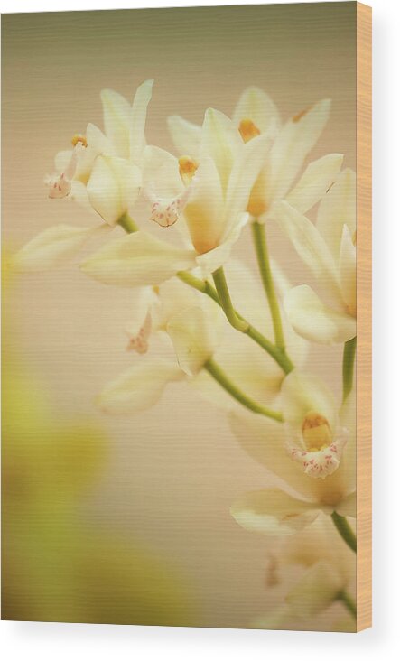 Rockville Wood Print featuring the photograph Cymbidium Orchid In Bloom by Maria Mosolova