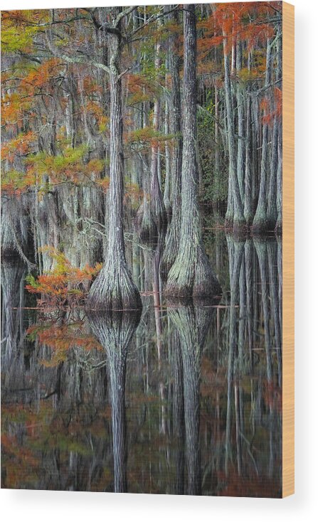 Trees Wood Print featuring the photograph Cypress Study #5 by Benton Murphy