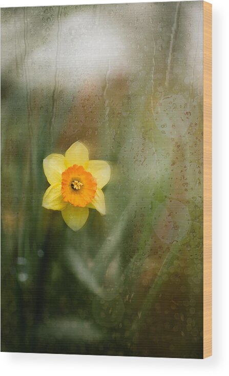 Daffodil Wood Print featuring the photograph Daffodil by Youngil Kim