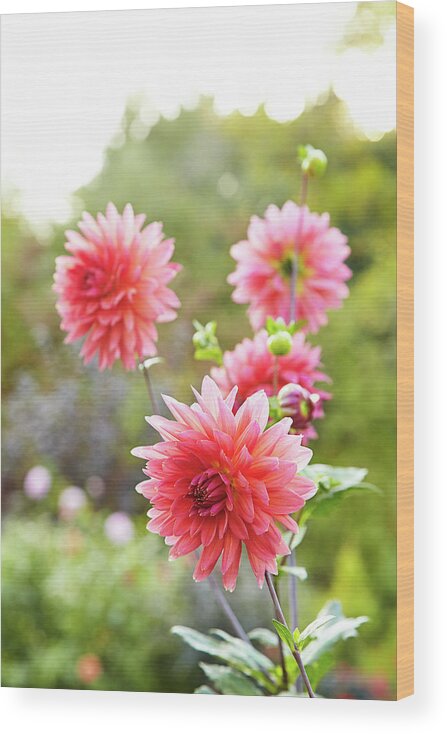 Garden Wood Print featuring the photograph Dahlia dance by Garden Gate magazine