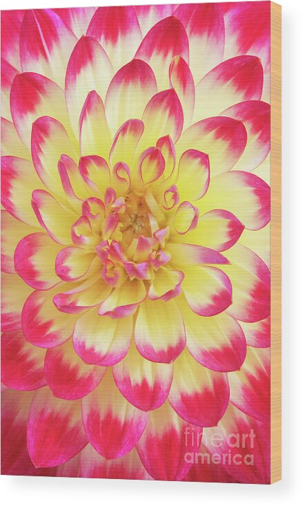 Dahlia Wood Print featuring the photograph Dahlia Kenora Wow Flower by Tim Gainey