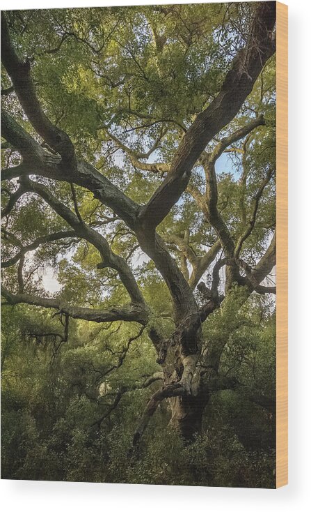 Trees Wood Print featuring the photograph Daley Ranch - Bobcat Trail Giant Oak by Alexander Kunz