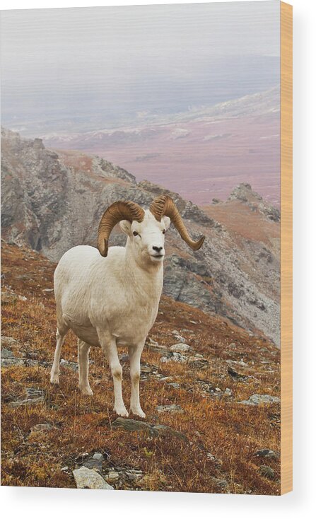 Horned Wood Print featuring the photograph Dalls Sheep Ovis Dalli Ram Standing On by Gary Schultz / Design Pics