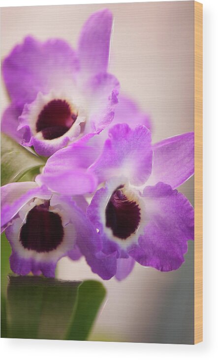 Rockville Wood Print featuring the photograph Debdrobium Nobile Flowers by Maria Mosolova