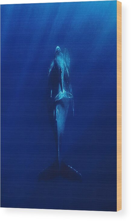 Humpback Wood Print featuring the photograph Deep Blue Sea by Serge Melesan