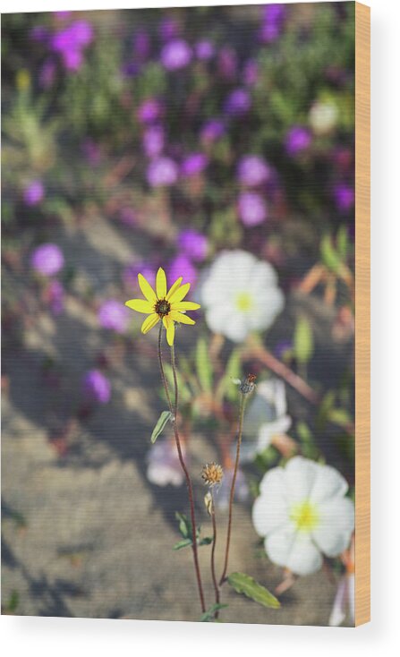 Delightful Desert Flower Wood Print featuring the photograph Delightful Desert Flower by Joseph S Giacalone