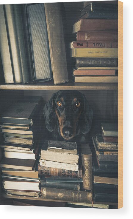 Dogs Wood Print featuring the photograph Der Kleine Bibliothekar - Little Librarian by Heike Willers
