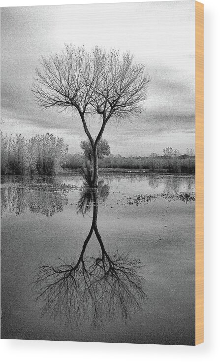 Tree Wood Print featuring the photograph Double Y Tree by Jerry Griffin