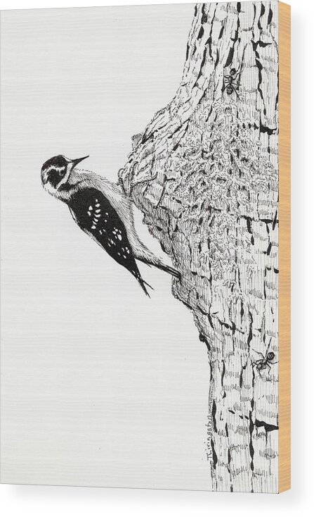 Wildlife Wood Print featuring the drawing Downy Woodpecker by Timothy Livingston