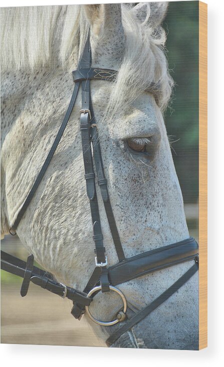 Ottb Wood Print featuring the photograph Draft Cross by Jamart Photography