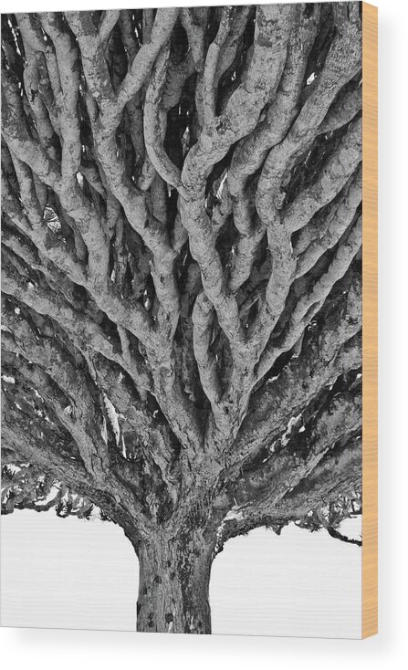 Tranquility Wood Print featuring the photograph Dragon Blood Tree by Neslab