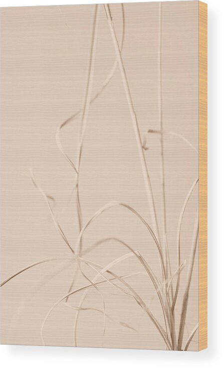 Grass Wood Print featuring the photograph Dried Grass Beige 01 by 1x Studio Iii