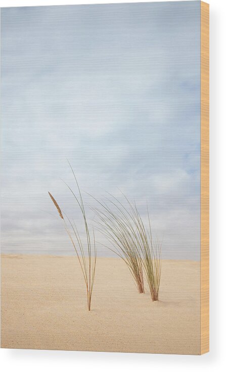 Tranquility Wood Print featuring the photograph Dune Grass by Billy Currie Photography