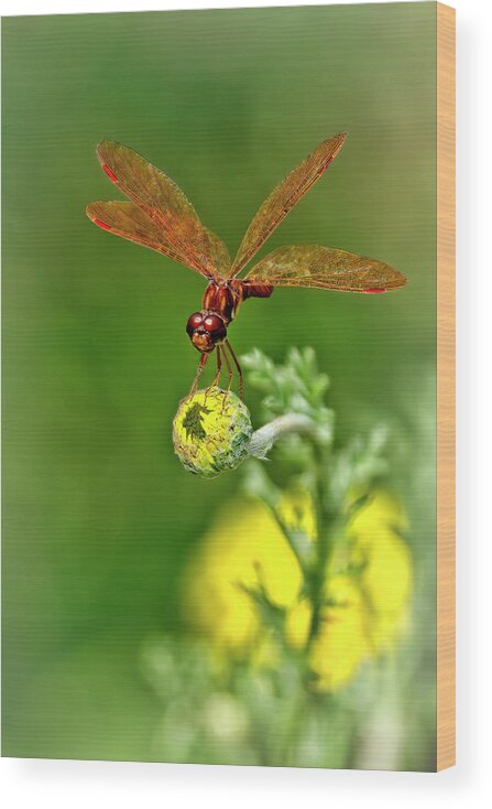 Wildlife Wood Print featuring the photograph Eastern Amberwing Dragonfly by Marcia Colelli